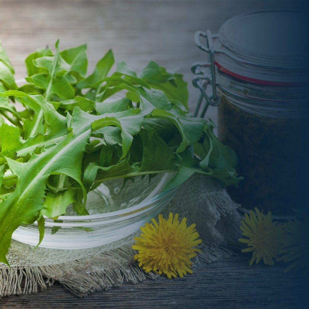 Wildpflanzen - Natürlich Entgiften im Frühling